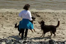 Hunde spielen am Strand