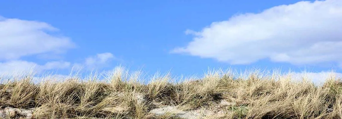 Dünengras am Ostseestrand