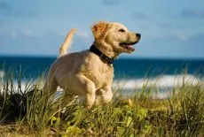 Urlaub mit dem Hund