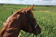 Reiten am Feld