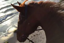 Ausritt am Strand