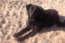 Hund am Ostseestrand