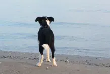 Hund an der Ostsee
